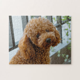 Fluffy Brown Poodle Puppy Dog Puzzle