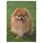 Fluffy Brown Spitz Puppy Dog Klemmbrett (Rückseite)