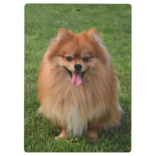 Fluffy Brown Spitz Puppy Dog Klemmbrett (Rückseite)