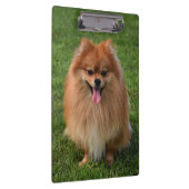 Fluffy Brown Spitz Puppy Dog Klemmbrett (Rechts)