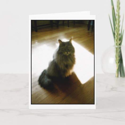 Fluffy Cat in sunshic greeting card Karte (Vorderseite)
