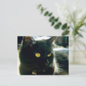 Fluffy Cat Postcard Postkarte (Stehend Vorderseite)