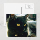 Fluffy Cat Postcard Postkarte (Vorne/Hinten)