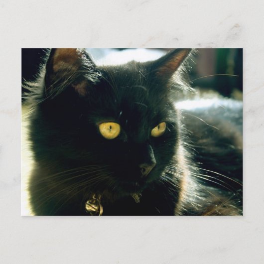 Fluffy Cat Postcard Postkarte (Vorderseite)