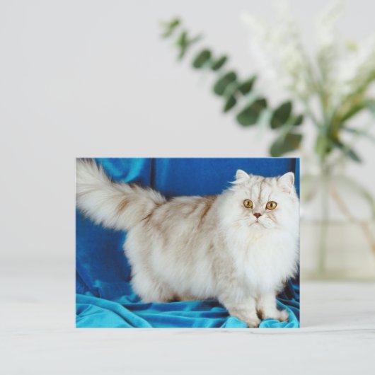 Fluffy Cat Postkarte (Stehend Vorderseite)