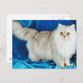 Fluffy Cat Postkarte (Vorne/Hinten)