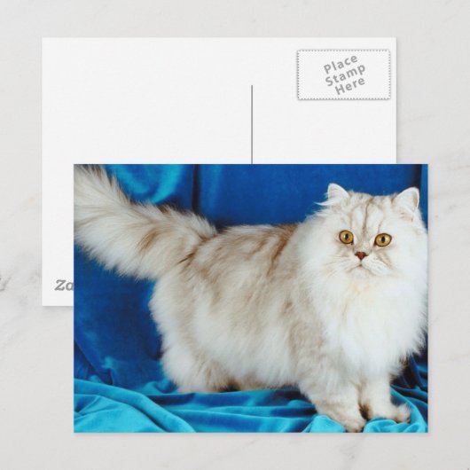 Fluffy Cat Postkarte (Vorne/Hinten)