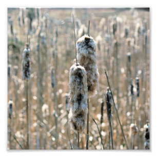 Fluffy Cattails im Frühjahr 8x8 Fotodruck