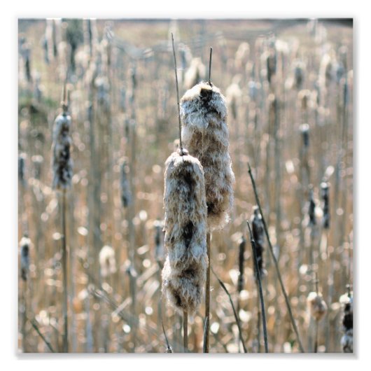 Fluffy Cattails im Frühjahr 8x8 Fotodruck (Vorne)