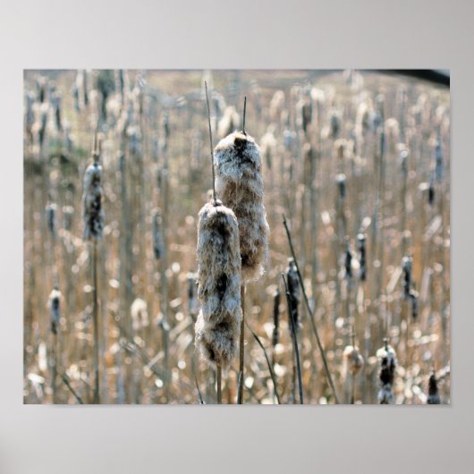 Fluffy Cattails im Frühling Poster (Vorne)