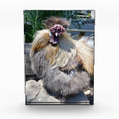 Fluffy Charm Imperfekt: Ein einzigartiges Silky Ro Fotoblock (Vorderseite)