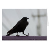 Fluffy Crow :) (Vorderseite (Horizontal))