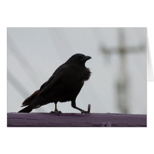Fluffy Crow :) (Vorderseite (Horizontal))