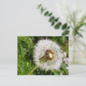 Fluffy Dandelion MS JOH 2011 Postkarte (Stehend Vorderseite)