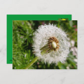 Fluffy Dandelion MS JOH 2011 Postkarte (Vorne/Hinten)
