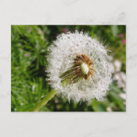 Fluffy Dandelion MS JOH 2011 Postkarte