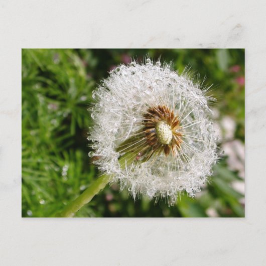 Fluffy Dandelion MS JOH 2011 Postkarte (Vorderseite)