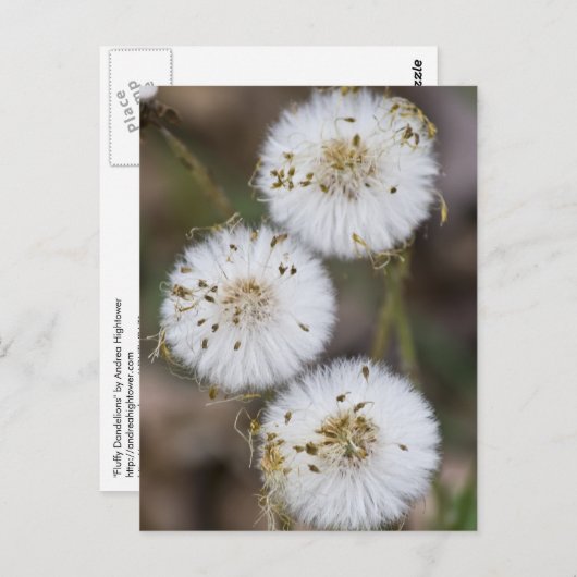 Fluffy Dandelions Postkarte (Vorne/Hinten)