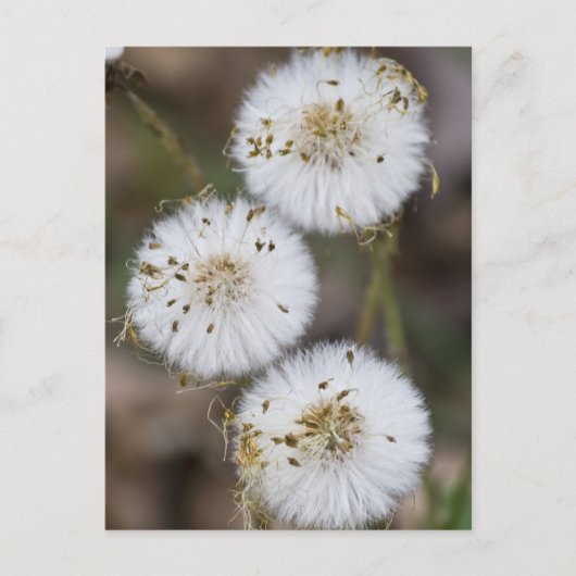 Fluffy Dandelions Postkarte (Vorderseite)