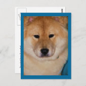 Fluffy Dog Postkarten (Vorne/Hinten)
