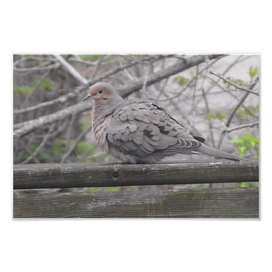 Fluffy Dove Nature Fotografy Fotodruck (Vorne)