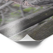Fluffy Dove Nature Fotografy Fotodruck (Ecke)