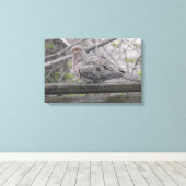 Fluffy Dove Nature Fotografy Leinwanddruck (Insitu (Holzboden))