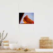 Fluffy Dove Poster (Küche)