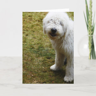 Fluffy Frizzy Bad Hair Day Dog Karte