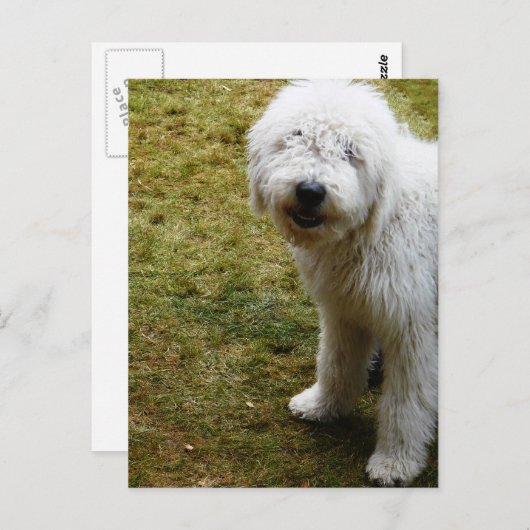 Fluffy Frizzy Bad Hair Day Dog Postkarte (Vorne/Hinten)