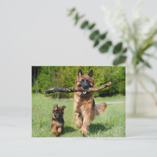 Fluffy German Shepherd Dog and Puppy Postkarte (Stehend Vorderseite)