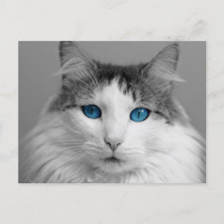 Fluffy Graue und White Blue Mit Augen Katze Postkarte