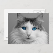 Fluffy Graue und White Blue Mit Augen Katze Postkarte (Vorne/Hinten)