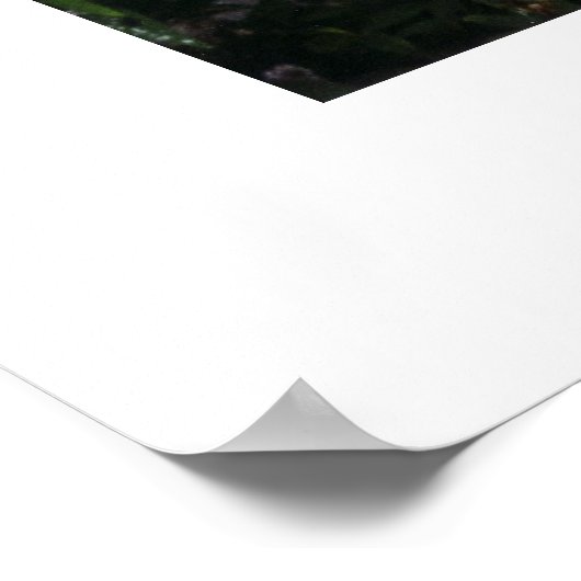 Fluffy im Fenster Poster (Ecke)