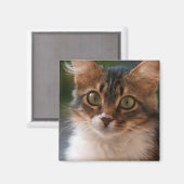 Fluffy Kitten mit Green Eyes Foto Magnet (Vorderseite/Rückseite)