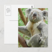 Fluffy Koala Postcard Postkarte (Vorne/Hinten)
