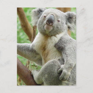 Fluffy Koala Postcard Postkarte