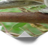 Fluffy Koala Poster (Ecke)