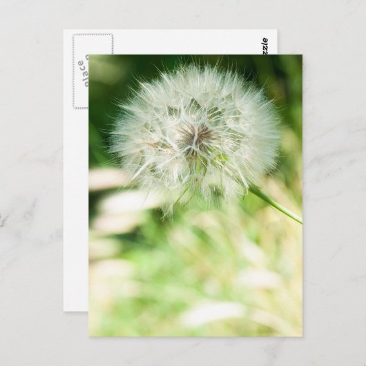 Fluffy-Leuchte Postkarte (Vorne/Hinten)