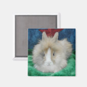 Fluffy Lionhead Bunny Rabbit Magnet (Vorderseite/Rückseite)
