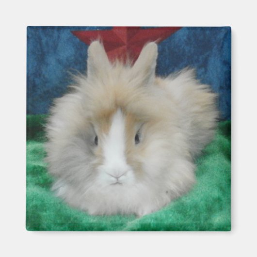 Fluffy Lionhead Bunny Rabbit Magnet (Vorne)