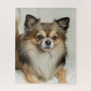 Fluffy Long Haired Chihuahua Puppy Dog Puzzle