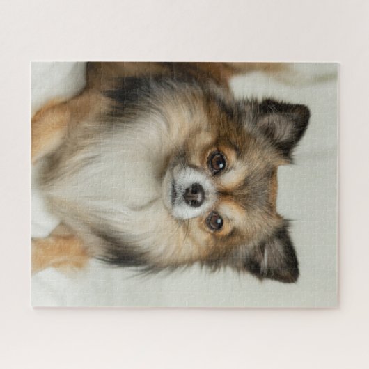 Fluffy Long Haired Chihuahua Puppy Dog Puzzle (Horizontal)