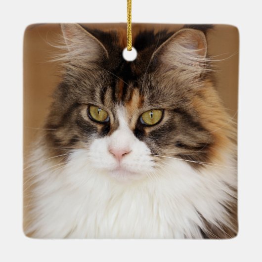 Fluffy Maine Coon Cat Keramikornament (Rückseite)