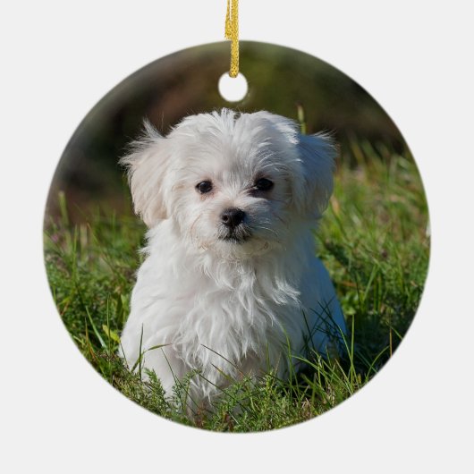 Fluffy Maltese Puppy Dog Keramik Ornament (Hinten)