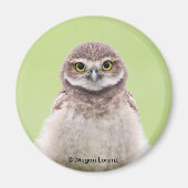 Fluffy Owlet Magnet (Vorne)