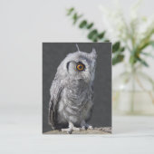 Fluffy Owlet Postcard Postkarte (Stehend Vorderseite)