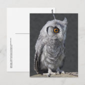 Fluffy Owlet Postcard Postkarte (Vorne/Hinten)