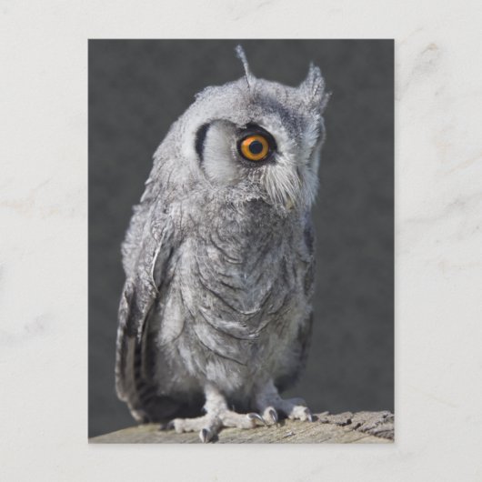 Fluffy Owlet Postcard Postkarte (Vorderseite)