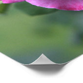 Fluffy Pink Roses Poster: ROSE & PROSE 20x16 Poster (Ecke)